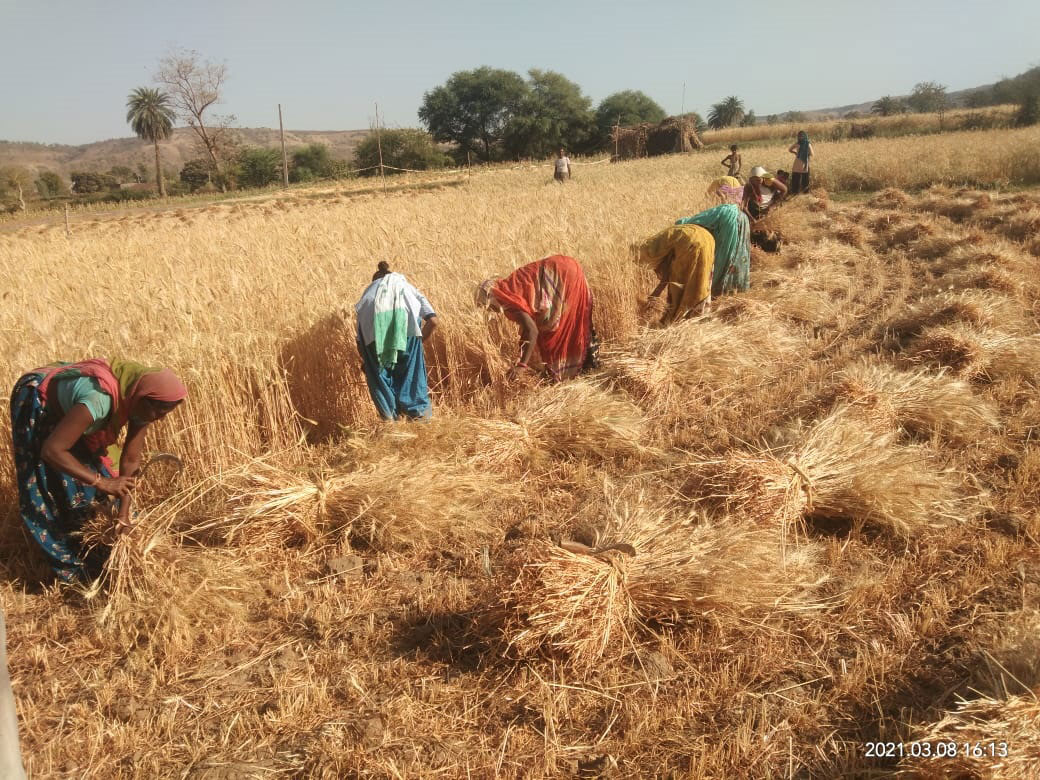 Beej-Swaraj-traditional-wheat-cultivation-2