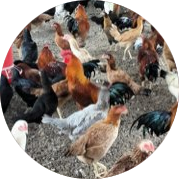 Poultry-farm-in-villages