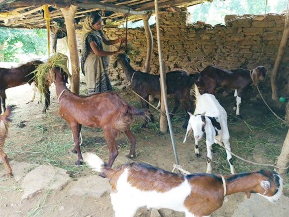 The benefits of sustainable animal husbandry and multi-purpose plantations